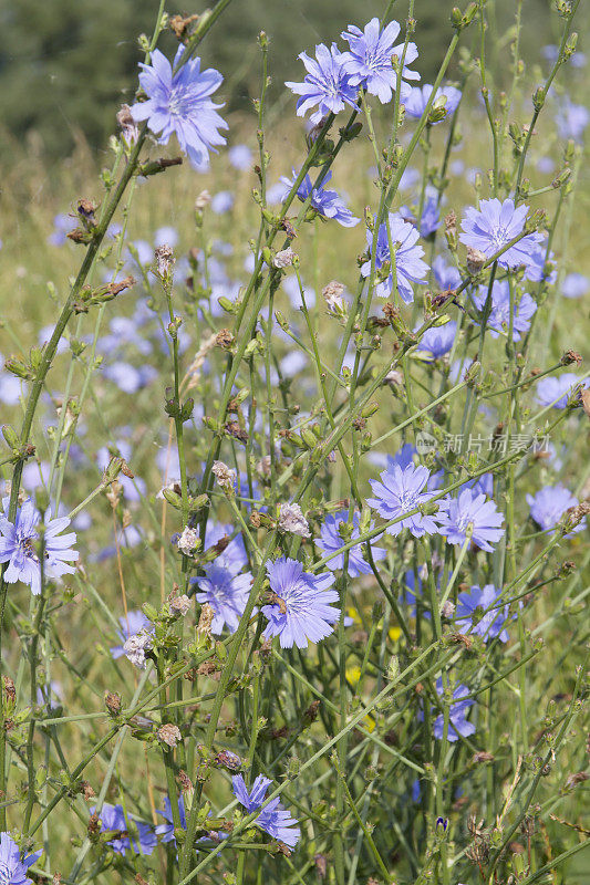 菊苣(Cichorium intybus)